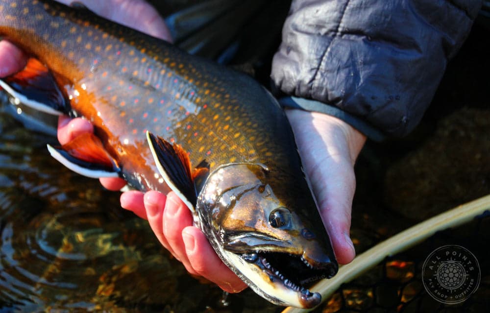 All Points Fly Shop & Outfitter lodge photo