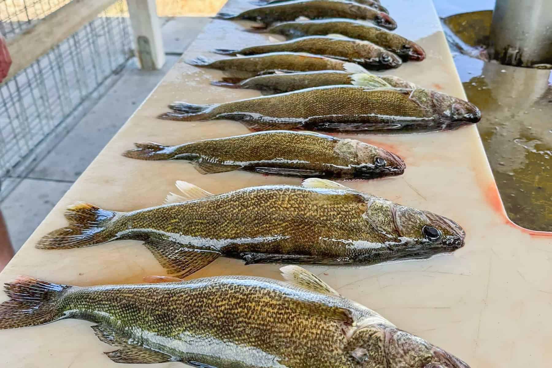 Brown's Lodge & Hunting Ranch lodge photo