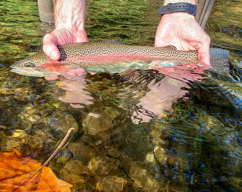 Davidson River Outfitters lodge photo