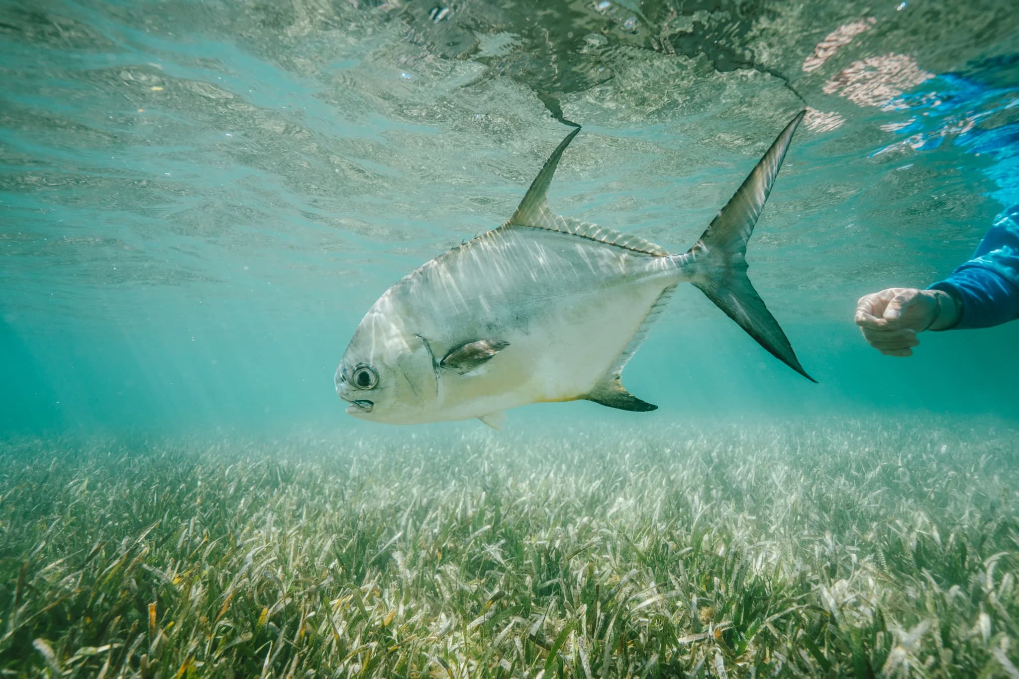 Fly Fish Utila lodge photo