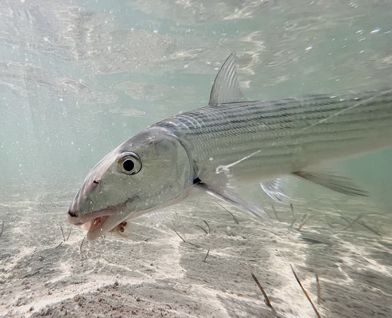 Greys Point Bonefish Inn lodge photo