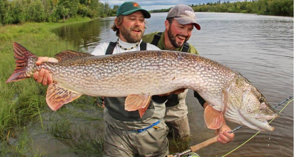 Midnight Sun Trophy Pike Adventures lodge photo