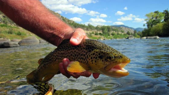 Mount Princeton Hot Springs Resort lodge photo