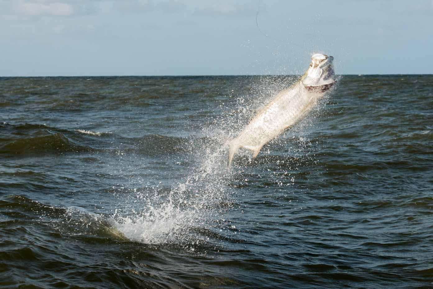 Rio Colorado Tarpon Camp lodge photo