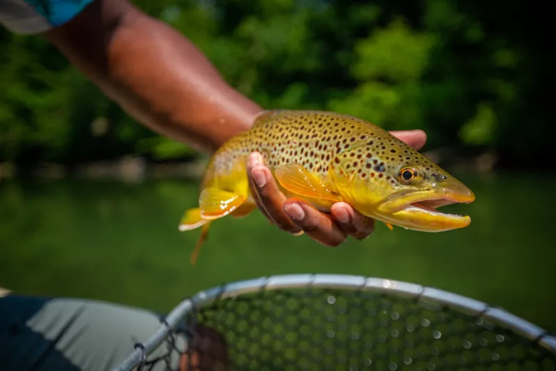 South Holston River Company lodge photo