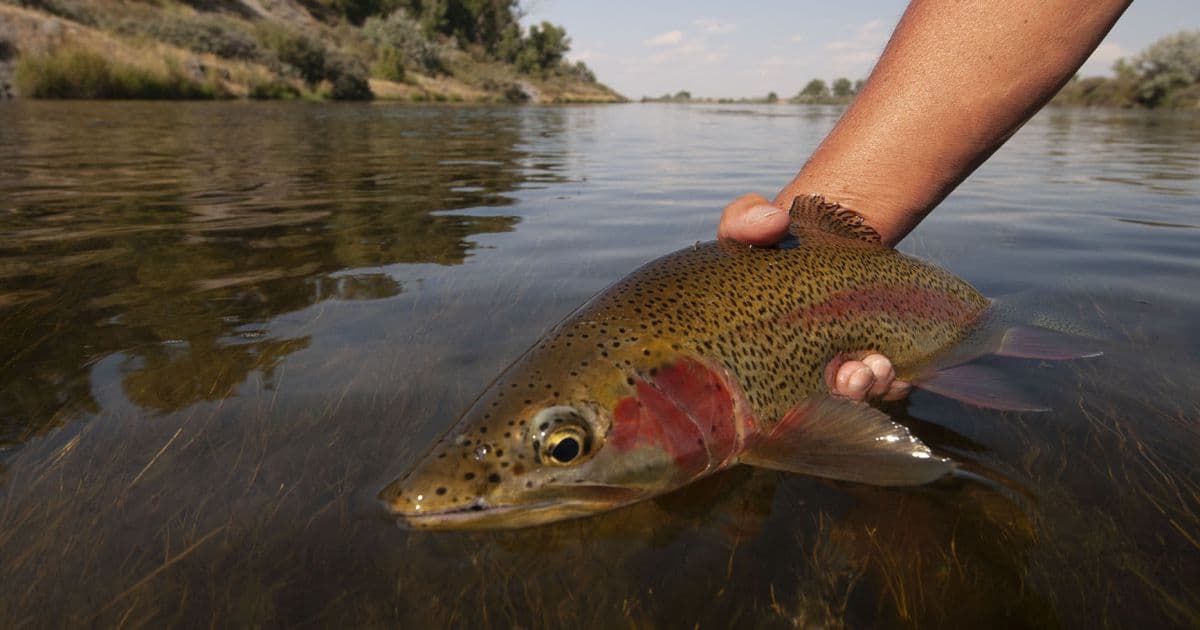 The Royal Bighorn Club lodge photo
